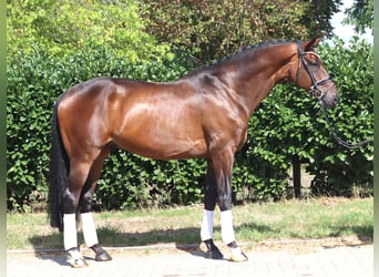 Hanoverian, Gelding, 9 years, 16.3 hh, Brown