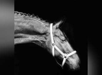 Hanoverian, Gelding, 9 years, 16.3 hh, Chestnut