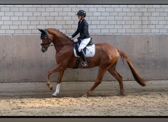 Hanoverian, Gelding, 9 years, 16.3 hh, Chestnut-Red