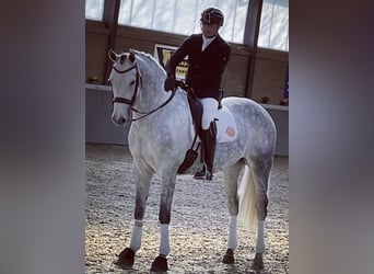 Hanoverian, Gelding, 9 years, 16,3 hh, Gray