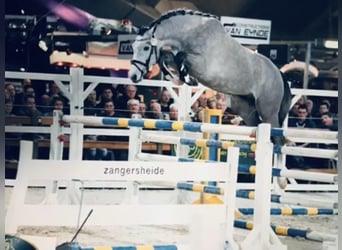 Hanoverian, Gelding, 9 years, 16,3 hh, Gray