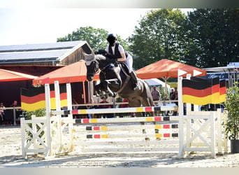 Hanoverian, Gelding, 9 years, 16 hh, Black