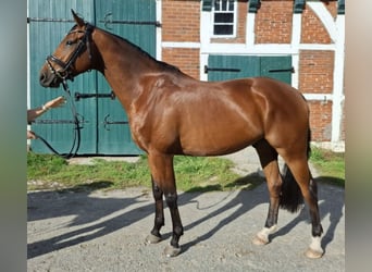 Hanoverian, Gelding, 9 years, 16 hh, Brown