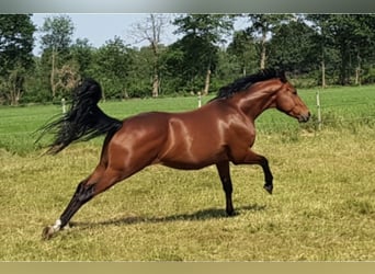 Hanoverian, Gelding, 9 years, 16 hh, Brown