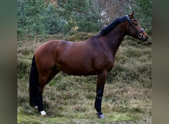 Hanoverian, Gelding, 9 years, 16 hh, Brown