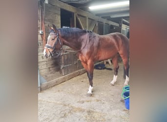 Hanoverian, Gelding, 9 years, 16 hh, Brown