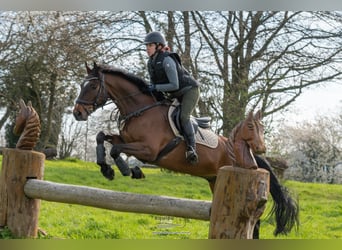 Hanoverian, Gelding, 9 years, 16 hh, Brown