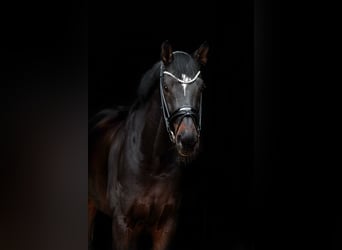 Hanoverian, Gelding, 9 years, 16,1 hh, Bay-Dark