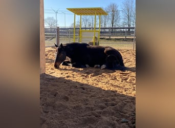 Hanoverian, Gelding, 9 years, 16,1 hh, Bay-Dark