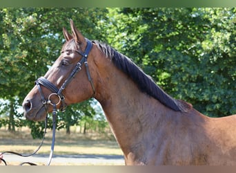 Hanoverian, Gelding, 9 years, 16,1 hh, Bay-Dark
