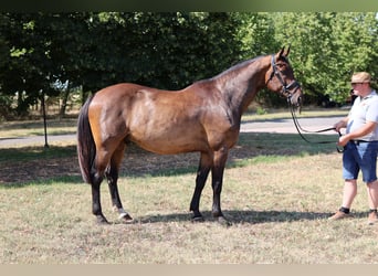 Hanoverian, Gelding, 9 years, 16,1 hh, Bay-Dark