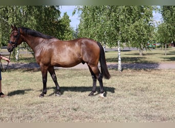 Hanoverian, Gelding, 9 years, 16,1 hh, Bay-Dark