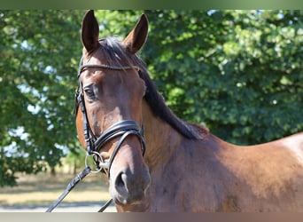 Hanoverian, Gelding, 9 years, 16,1 hh, Bay-Dark
