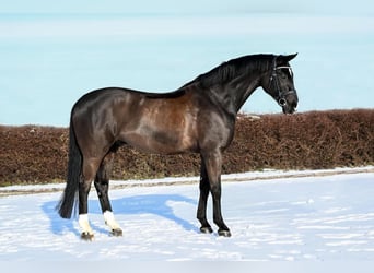 Hanoverian, Gelding, 9 years, 16,1 hh, Black