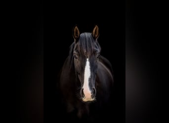 Hanoverian, Gelding, 9 years, 16,1 hh, Black