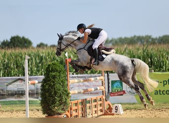 Hanoverian, Gelding, 9 years, 16,1 hh, Grey
