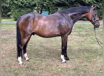 Hanoverian, Gelding, 9 years, 16,2 hh, Bay-Dark