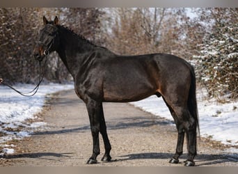 Hanoverian, Gelding, 9 years, 16,2 hh, Bay-Dark