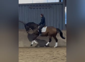 Hanoverian, Gelding, 9 years, 16,2 hh, Brown