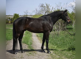 Hanoverian, Gelding, 9 years, 16,2 hh, Brown