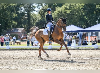 Hanoverian, Gelding, 9 years, 16,2 hh, Chestnut