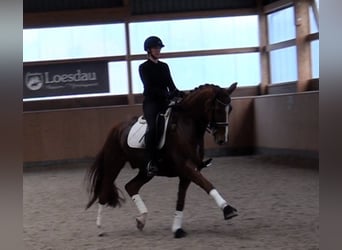 Hanoverian, Gelding, 9 years, 16,2 hh, Chestnut-Red Hanoverian, Gelding, 9 years, 16,2 hh, Chestnut-Red