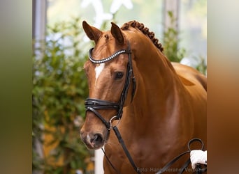 Hanoverian, Gelding, 9 years, 16,2 hh, Chestnut-Red