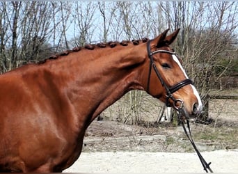 Hanoverian, Gelding, 9 years, 16,2 hh, Chestnut-Red