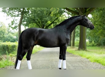 Hanoverian, Gelding, 9 years, 16,2 hh