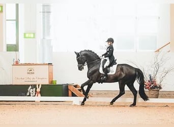 Hanoverian, Gelding, 9 years, 16,2 hh