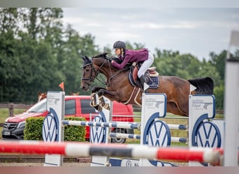Hanoverian, Gelding, 9 years, 16,2 hh