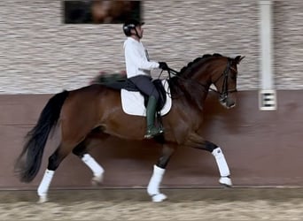 Hanoverian, Gelding, 9 years, 16,3 hh, Bay-Dark