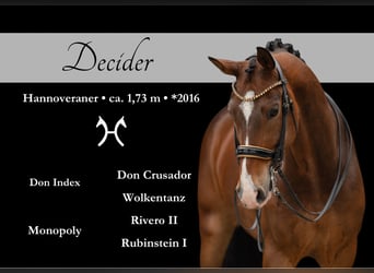 Hanoverian, Gelding, 9 years, 16,3 hh, Bay-Dark
