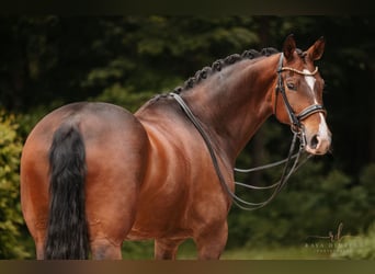 Hanoverian, Gelding, 9 years, 16,3 hh, Bay-Dark