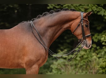 Hanoverian, Gelding, 9 years, 16,3 hh, Bay-Dark