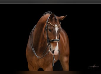 Hanoverian, Gelding, 9 years, 16,3 hh, Bay-Dark