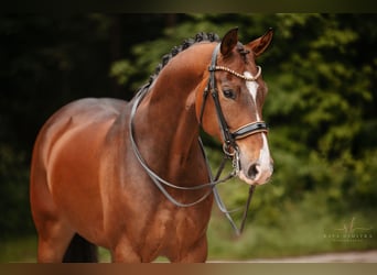 Hanoverian, Gelding, 9 years, 16,3 hh, Bay-Dark