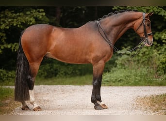 Hanoverian, Gelding, 9 years, 16,3 hh, Bay-Dark