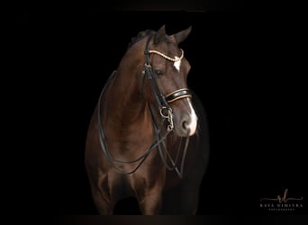 Hanoverian, Gelding, 9 years, 16,3 hh, Smoky-Black