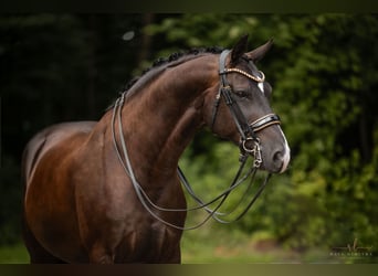 Hanoverian, Gelding, 9 years, 16,3 hh, Smoky-Black