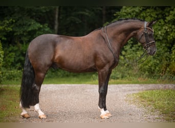 Hanoverian, Gelding, 9 years, 16,3 hh, Smoky-Black