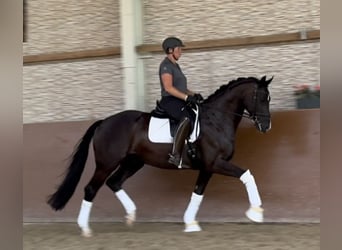 Hanoverian, Gelding, 9 years, 16,3 hh, Smoky-Black