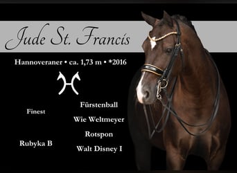 Hanoverian, Gelding, 9 years, 16,3 hh, Smoky-Black