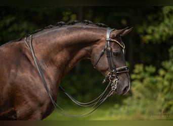 Hanoverian, Gelding, 9 years, 16,3 hh, Smoky-Black