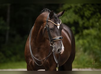 Hanoverian, Gelding, 9 years, 16,3 hh, Smoky-Black