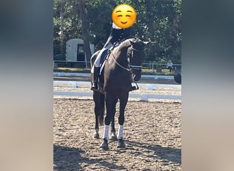 Hanoverian, Gelding, 9 years, 17.1 hh, Black Hanoverian, Gelding, 9 years, 17.1 hh, Black