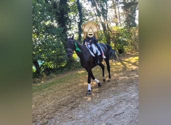 Hanoverian, Gelding, 9 years, 17.1 hh, Black Hanoverian, Gelding, 9 years, 17.1 hh, Black