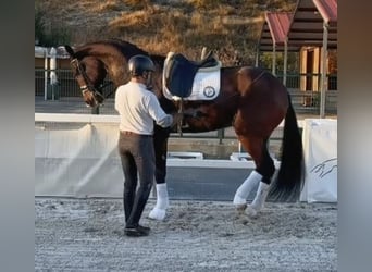 Hanoverian, Gelding, 9 years, 17.1 hh, Brown