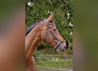 Hanoverian, Gelding, 9 years, 17.1 hh, Brown