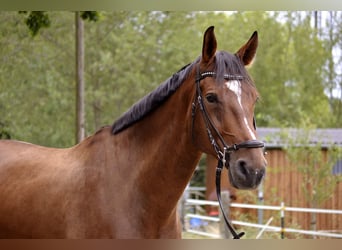 Hanoverian, Gelding, 9 years, 17.1 hh, Brown